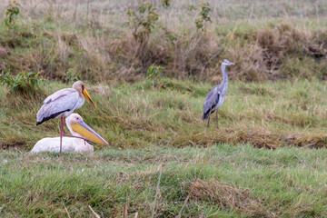 Great white pelican, Eastern white pelican, Rosy pelican, wWhite pelican (Pelecanus onocrotalus) in...