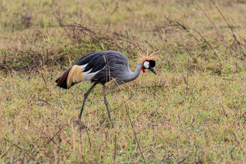 Grey crowned crane (Balearica regulorum) In Ngorongoro Conservation Area in Tanzania, East Africa