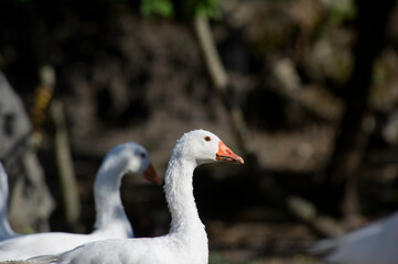 Domestic goose on a meadow in a farm, Sardinia, Italy