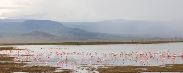 Scenic view of Lesser Flamingo (Phoeniconaias minor) in Lake Magadi during rainy season in Ngorongoro Conservation Area in Tanzania, East Africa