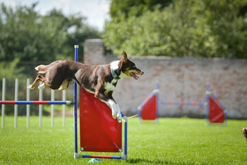 Dog is jumping over the hurdles. Amazing day on czech agility competition.