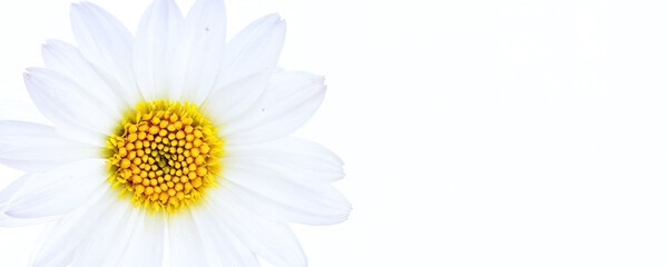 White daisy flower with bright yellow center on a soft background in natural light