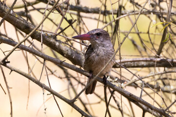 Brown-hooded Kingfisher or Brown-headed Kingfisher (Halcyon albiventris) perched in tree, Swellendam, South Africa
