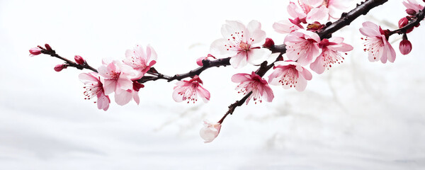 Beautiful cherry blossom branch in full bloom during springtime against a soft white background