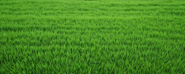 Obraz premium Lush green rice fields flourishing under a bright sky in rural countryside during late spring