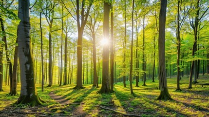 Sunlight Filters Through Leaves in a Lush Forest Creating a Tranquil Natural Carbon Sink Environment