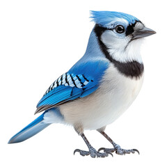 Blue Jay Bird isolated on transparent background