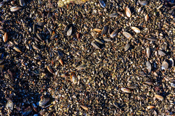 Strong water surge in the Black Sea, coastal mussels - Mytilus galloprovincialis were above the...