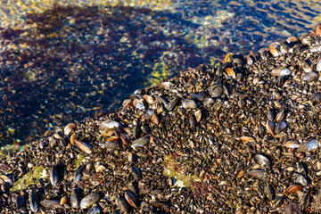 Strong water surge in the Black Sea, coastal mussels - Mytilus galloprovincialis were above the water level, the death of mollusks in the air