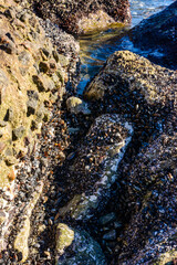 Strong water surge in the Black Sea, coastal mussels - Mytilus galloprovincialis were above the water level, the death of mollusks in the air