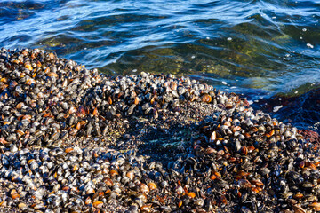 Strong water surge in the Black Sea, coastal mussels - Mytilus galloprovincialis were above the water level, the death of mollusks in the air