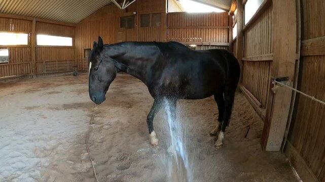 Pferd wird mit Wasser geduscht. Beine abspritzen zur K&uuml;hlung im Sommer