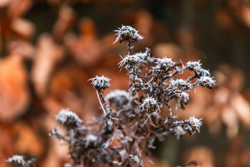 Frosty branches on a cold, sunny winter day