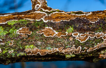 Cylindrobasidium evolvens, saprotrophic crust fungus on a rotten tree branch, Ukraine