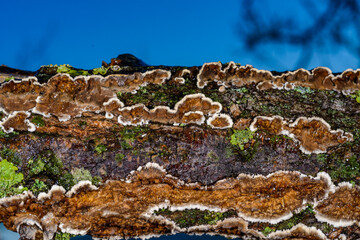 Cylindrobasidium evolvens, saprotrophic crust fungus on a rotten tree branch, Ukraine