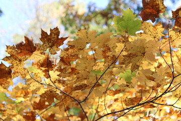 Path in a State Park in autumn/fall in northern Minnesota. 