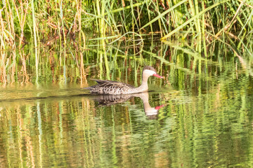 Red-billed Teal (Anas erythrorhyncha) swimming on a river at sunset, Swellendam, Western Cape, South Africa
