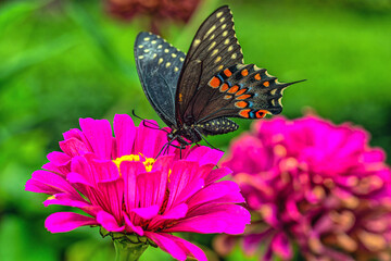 Black swallowtail butterfly in summer