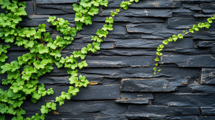 A close-up of green vines creeping up the black brick wall of an old, abandoned building, with nature slowly reclaiming human structures 