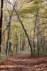 Obraz premium Path in a State Park in autumn/fall in northern Minnesota. 