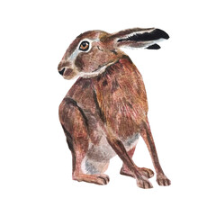 Freehand watercolor illustration of a cute brown bunny, isolated on a white background. Hand drawn watercolour Hare. Soft, detailed, and perfect for designs or prints