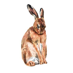 Freehand watercolor illustration of a cute brown bunny, isolated on a white background. Hand drawn watercolour Hare. Soft, detailed, and perfect for designs or prints