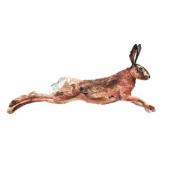 Freehand watercolor illustration of a cute brown bunny, isolated on a white background. Hand drawn watercolour Hare. Soft, detailed, and perfect for designs or prints