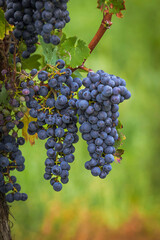 Grapes ready for harvest in a vineyard in Niagara-on-the-Lake, Ontario, Canada