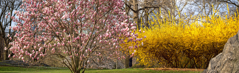 Magnolia tree in bloom in early spring © John Anderson