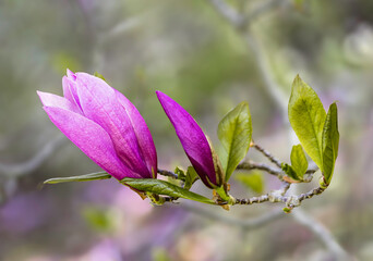 Blossoming of pink magnolia flowers with green leaves in spring time, floral natural seasonal background