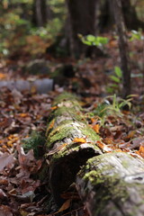 Path in a State Park in autumn/fall in northern Minnesota. 