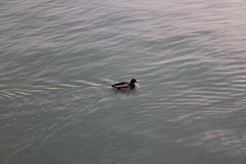 duck swimming in the water