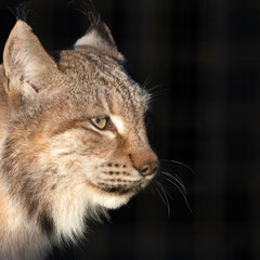 Portrait of an Eurasian lynx (Lynx lynx)