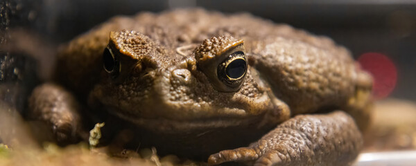 Toad-aha or aha (Latin. Rhinella marina) is a large-earth amphibians from the toad family