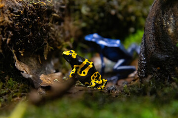 YELLOW-BANDED POISSON FROG dendrobates leucomelas
