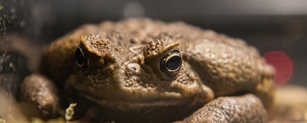 Toad-aha or aha (Latin. Rhinella marina) is a large-earth amphibians