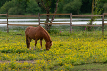 horse in the field