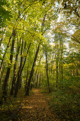 Fototapeta premium Wąwóz Myśliborski, 