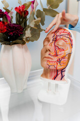 Example of human head with facial blood supply in the clinic. Showing vascular system of face on a...