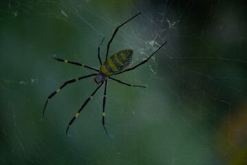 spider on the web