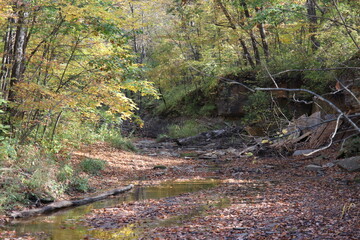 Path in a State Park in autumn/fall in northern Minnesota. 