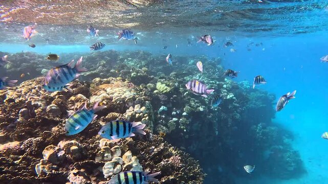 Snorkeling with the school of fish (Indo-Pacific sergeant - Abudefduf vaigiensis) and tropical coral reef. Underwater video with the fish and corals. Marine life and fish, travel footage.