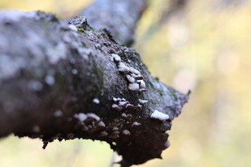 Path in a State Park in autumn/fall in northern Minnesota. 
