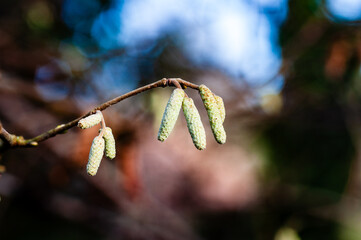 close up of catkins on a tree branch in winter 