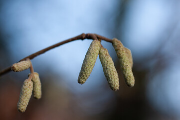 close up of catkins on a tree branch in winter 