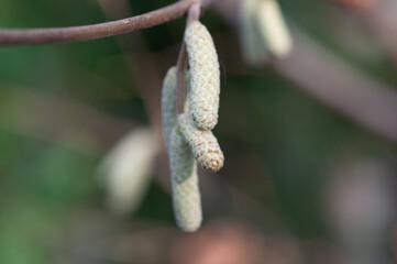 close up of catkins on a tree branch in winter 