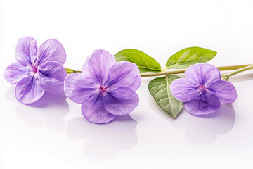 Obraz premium purple flower isolated on white background
