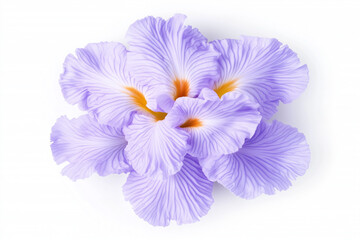 Obraz premium purple flower isolated on white background