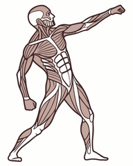 Fototapeta premium human musculature vector illustration