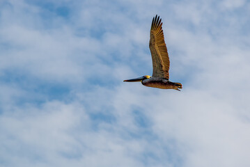 Brown Pelican in flight (Pelecanus occidentalis)